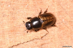 Aphodius foetidus