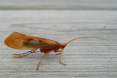 Limnephilus rhombicus