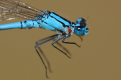 Enallagma annexum