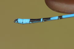 Enallagma annexum