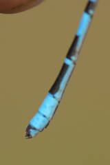 Enallagma annexum