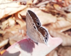 Leptomyrina gorgias sobrina