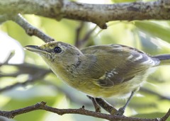 Vireo crassirostris