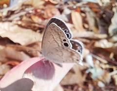 Leptomyrina gorgias sobrina