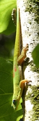 Phelsuma laticauda