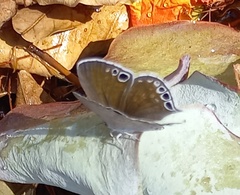 Leptomyrina gorgias sobrina