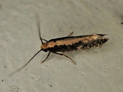 Monopis crocicapitella