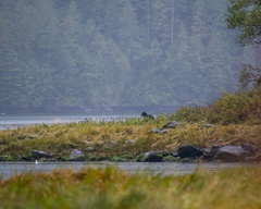 Ursus americanus kermodei