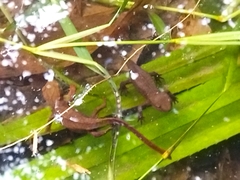 Paramesotriton hongkongensis