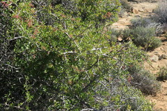 Searsia longispina