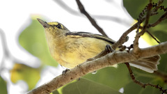 Vireo crassirostris