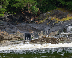 Ursus americanus kermodei
