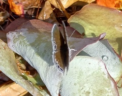 Leptomyrina gorgias sobrina