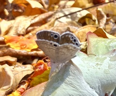 Leptomyrina gorgias sobrina