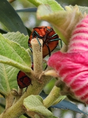 Tectocoris diophthalmus