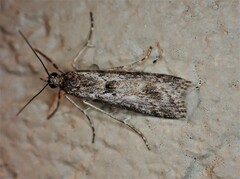 Eudonia leptalaea