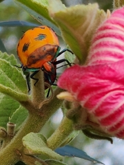Tectocoris diophthalmus