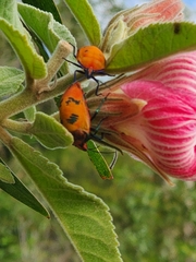 Tectocoris diophthalmus