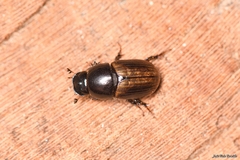 Aphodius foetidus