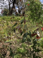 Eucalyptus ovata