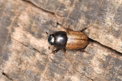 Aphodius foetidus