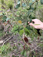 Eucalyptus ovata