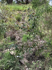 Eucalyptus ovata