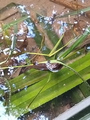 Paramesotriton hongkongensis