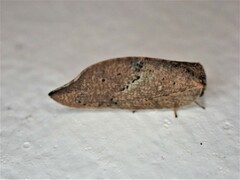 Drepanacra binocula