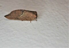 Drepanacra binocula