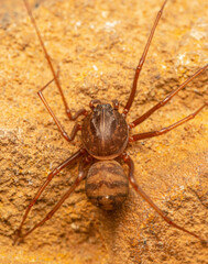 Scytodes elizabethae