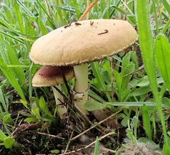 Stropharia coronilla