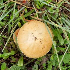 Stropharia coronilla