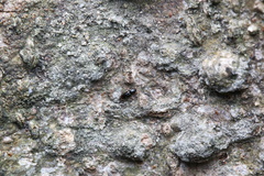 Teredidae