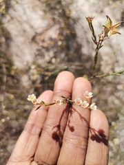 Diosma hirsuta