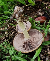 Stropharia coronilla
