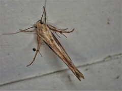 Stathmopoda plumbiflua