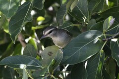 Vireo magister
