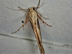 Stathmopoda plumbiflua
