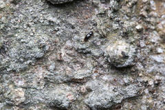 Teredidae