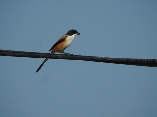 Long-tailed Shrike