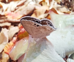 Leptomyrina gorgias sobrina