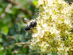 Megachile conjuncta