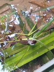 Paramesotriton hongkongensis