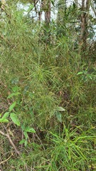 Grevillea linearifolia