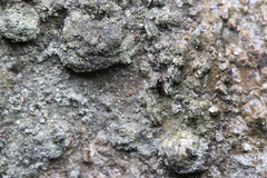Teredidae