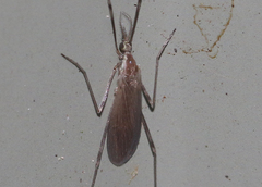 Molophilus