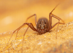 Scytodes elizabethae