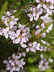 Coleonema pulchellum