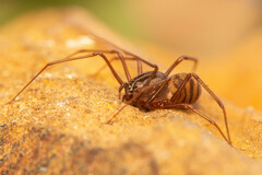 Scytodes elizabethae